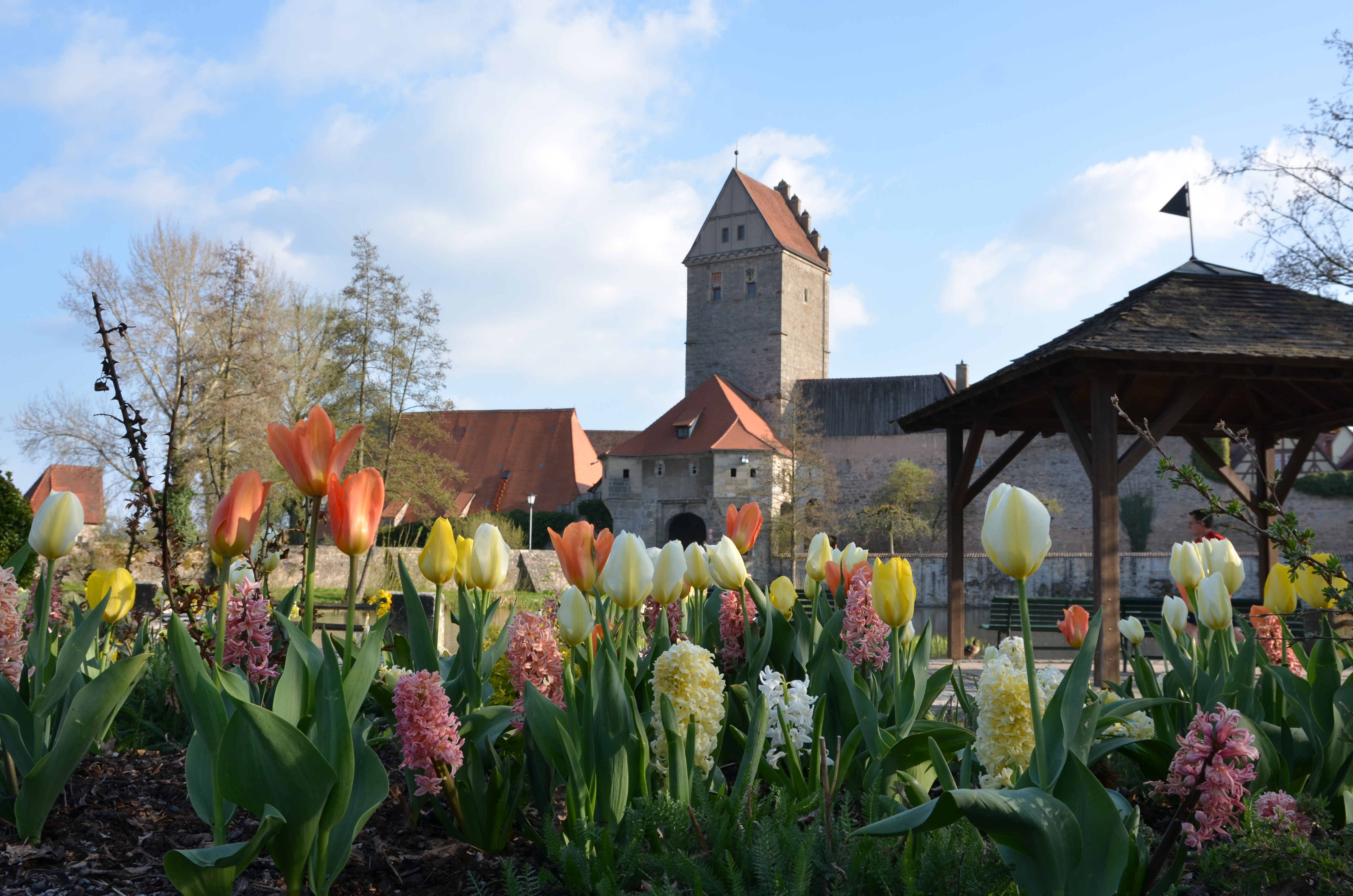  Tulpen blühen vor dem Rothenburger Torturm 